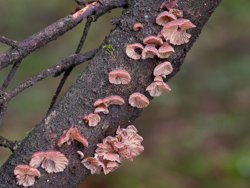 Panellus violaceofulvus